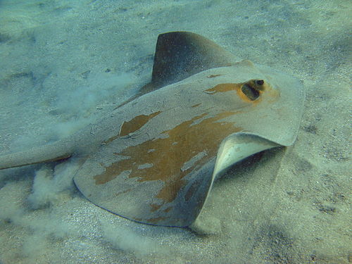 Cowtail stingray